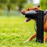 First Aid After Dog Mace Accident: Treating and Preventing Injuries