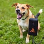 Dog Repellent Devices: Safety, Science, & Effective Choices