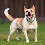 Safe Dog Training with Ultrasonic Technology: Portable Devices and Best Practices